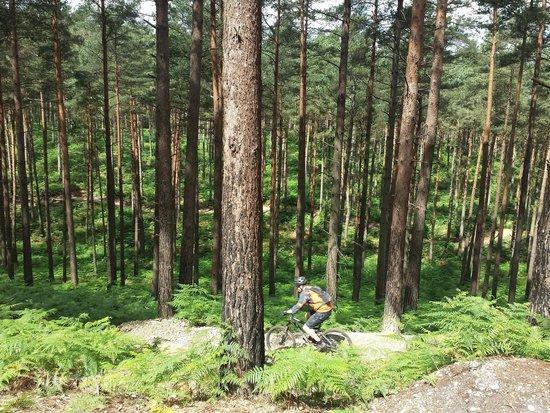 Swinley Forest Bike Trails