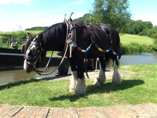 Kennet Horse Boat Company