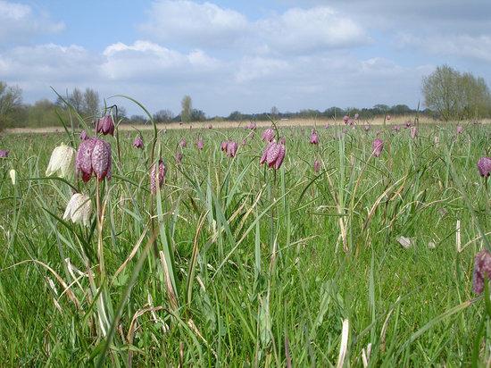 Iffley Meadows