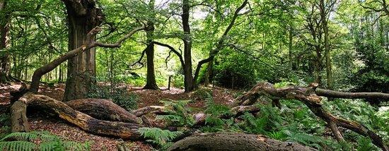 Bowdown Woods